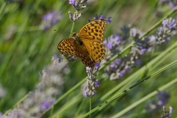 Silver-washed Fritillary butterfly (Argynnis paphia) sitting on lavender in Zurich, Switzerland