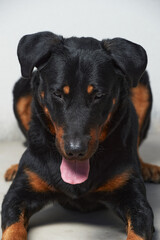 Portrait of a big black dog