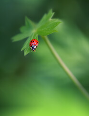 Fototapeta premium Beautiful Green Nature Background.Floral Art Design.Macro Photography.Floral Abstract Pastel Background with Copy Space.Ladybug and Wild Field.Ladybug in Summer Floral Background.Beautiful Ladybug.