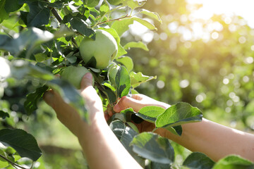 Young female farmer is managing apples in her apple orchard