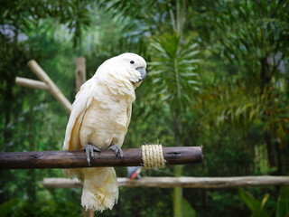 white and parrot