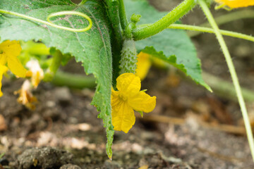 Close-up view of flowering cucumbers