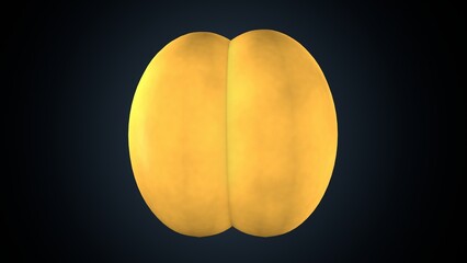 human cell division anatomy. 3d illustration