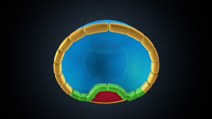 Naklejka premium 3D Illustration of Human embryonic development Cells 