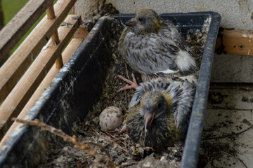 młode gołębie w doniczce  © Dariusz Grochal 