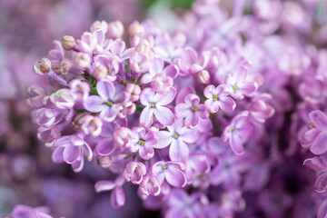 Spring blossom. Blooming lilac bush with tender tiny flower