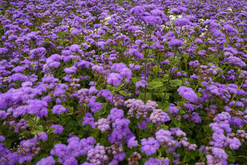 Ageratum houstonianum or floss flower many blue flowers