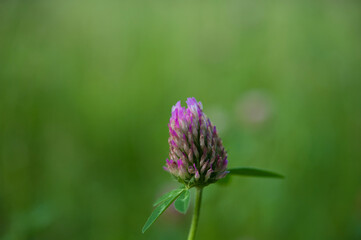 Macro photo nature field blooming red clover flower with copyspace