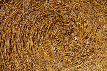 Straw shined with the morning sun as an abstract background