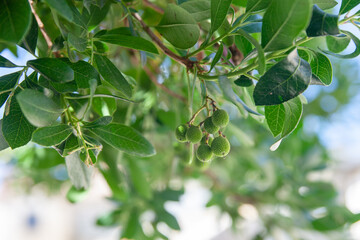 medronho verde