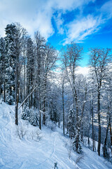 winter panorama of mountain forest with snow covered fir trees