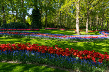 Obraz premium Colorful spring flowers in the park. tulip flowers on the Field