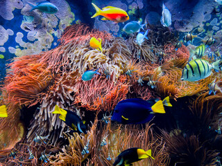  tropical fish on a coral reef