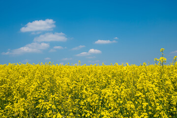 Fototapeta premium Rapeseed field and blue sky as the embodiment of the Ukrainian flag
