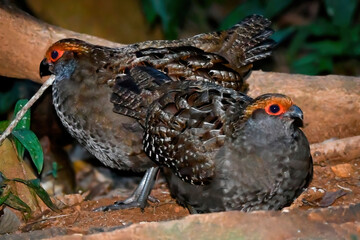 Spot-winged Wood-Quail (Odontophorus capueira)