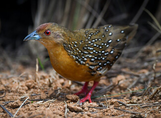 Ocellated Crake (Micropygia schomburgkii)