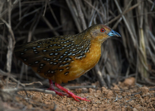 Ocellated Crake (Micropygia schomburgkii)