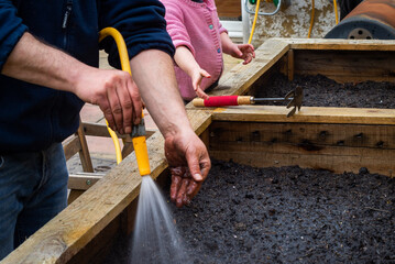 Father and daughter garden together. Man sprays hose water onto freshly planted seeds. Girl with garden tools helps.