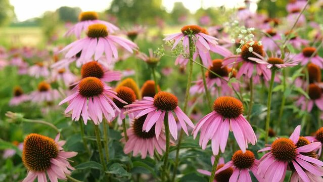 Echinacea Purpurea flowers, blooming Purple Coneflower with selective focus.