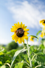 真夏のひまわり