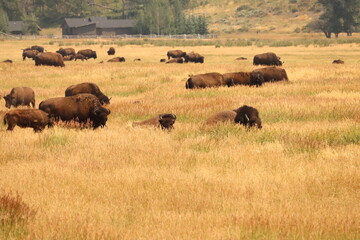 Fototapeta na wymiar American Buffalo
