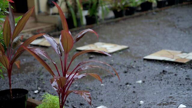 Purple red leaf house plant close up view with blurry backyard raining background