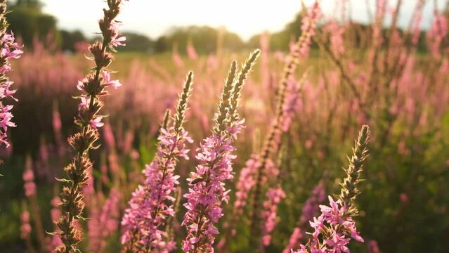 Purple&nbsp;loosestrife flowers, gently moving in the summer evening sun. Flying bees. Selective focus.