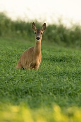 young Roe deer close up
