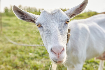 A rural dairy white goat grazes in a meadow.