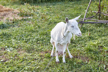 Fototapeta premium A rural dairy white goat grazes in a meadow.