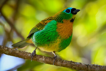 Brassy-breasted Tanager (Tangara desmaresti)