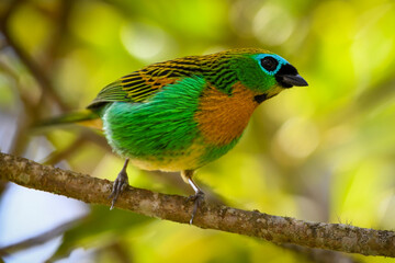 Brassy-breasted Tanager (Tangara desmaresti)