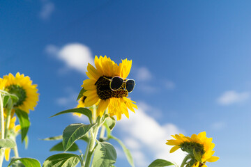 真夏のひまわり