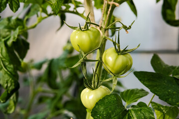 Green tomatoes on a branch. Immature green tomatoes. Tomatoes in the greenhouse.