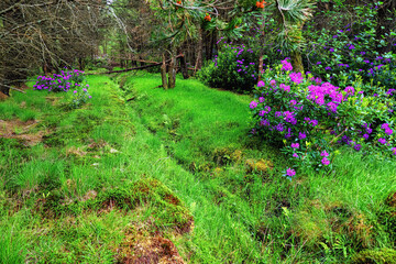 Fairy-tale landscape, Rhododendrons in Glen Etive, Highlands, Scotland