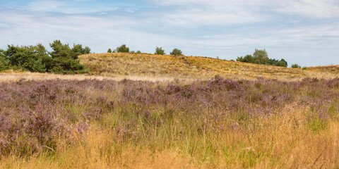  nature, heather, flowers, Erica,