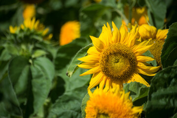 Fototapeta premium Closeup of yellow sunflowers in a field