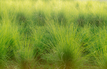 Green vetiver grass field. Vetiver System is used for soil and water conservation, mitigation and...