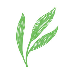 Leaf sketch. Hand drawn vector illustration. Pen or marker doodle plant