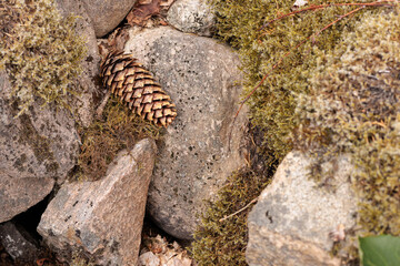 pine cone on rocks