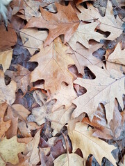 Autumn fallen oak leaves on the ground. Pile of leaves