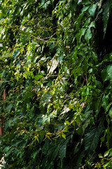 Leaves of wild grapes. Wall of leaves of wild grapes.Close up texture of green wild grape leaves.