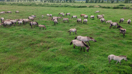 Fototapeta premium Aerial view of Tarpan horses in nature. Wild horses. Wildlife and nature background. Herd of wild horses Tarpan on the pasture.