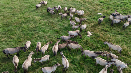 Aerial view of Tarpan horses in nature. Wild horses. Wildlife and nature background. Herd of wild...
