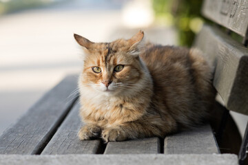 Beautiful tabby cat with green slanted eyes lying in wooden bench outdoors, in front full body portrait.