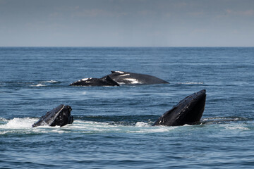 Naklejka premium Whales Feeding