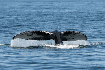 Fototapeta premium Whale Flukes