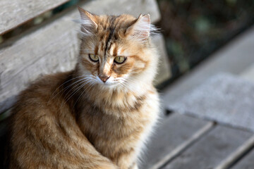 Beautiful fluffy tabby stray cat looking away in above the subject head and shoulders portrait in outdoors.