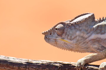 Caméléon malgache