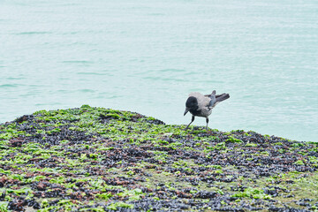 Grey Crow, TURKEY